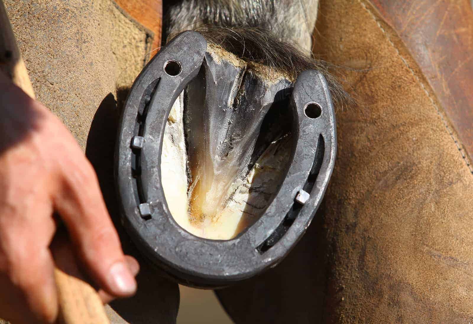 clean trax horse hoof treatment